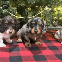 Lucas/Dachshund									Puppy/Male	/6 Weeks,We are excited for you to meet Lucas! This most adorable long haired mini dachshund puppy. All our puppies come with Full 