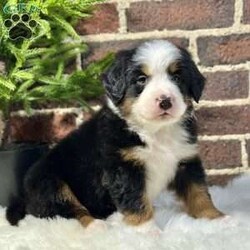 Bruno/Bernese Mountain Dog									Puppy/Male	/7 Weeks,Meet Bruno, your real live stocking stuffer;)he’s such a fluffy, sweet cuddle bug! Has an amazing temperament, Loves to play with the kids, but is pretty chill and cuddly as well making him the best Christmas gift anyone could ask for! 