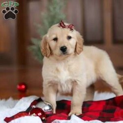 Angel/Golden Retriever									Puppy/Male	/7 Weeks,Meet Angel, an incredibly sweet and playful ACA Golden Retriever puppy! With her soft, golden coat and soulful eyes, she’s the perfect combination of beauty and charm. Golden Retrievers are known for their friendly and loyal nature, and this girl is no different. She loves to run, play, and explore, but also enjoys snuggling up for some quiet time. Whether it’s a walk in the park or relaxing day at home, her cheerful spirit will make every day brighter. She’s ready to become a loving companion to anyone lucky enough to welcome her into their home!