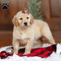 Angel/Golden Retriever									Puppy/Male	/7 Weeks,Meet Angel, an incredibly sweet and playful ACA Golden Retriever puppy! With her soft, golden coat and soulful eyes, she’s the perfect combination of beauty and charm. Golden Retrievers are known for their friendly and loyal nature, and this girl is no different. She loves to run, play, and explore, but also enjoys snuggling up for some quiet time. Whether it’s a walk in the park or relaxing day at home, her cheerful spirit will make every day brighter. She’s ready to become a loving companion to anyone lucky enough to welcome her into their home!
