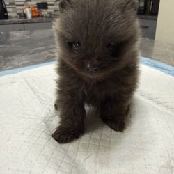 Pomeranian puppy/Pomeranian/Female/Sex: Male,Pomeranian boy puppy for sale he is a very unusual colour his mum is black and dad is red and he has both coloured fur which makes him dark grey. He has been wormed regularly and is free from fleas. He has been handled by an 8 year old so is very friendly and playful. Both parents are small full Pomeranian’s. He will be ready to go to new home on 21st December when he will be 8 weeks old. Both parents can be seen.