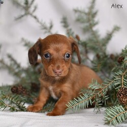 Alex/Dachshund									Puppy/Male	/6 Weeks,Our Mini Dachshund puppies are adorable, playful, and full of charm—everything you could want in a sweet little companion. These precious pups are currently looking for loving homes where they can continue to grow, explore, and share their affectionate personalities. Family raised with lots of attention and care, they are well-socialized with children, adults, and the everyday sounds of home life. This early foundation helps them become confident, friendly, and well-adjusted puppies who adapt easily to their new families.