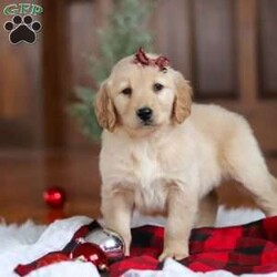 Angel/Golden Retriever									Puppy/Male	/7 Weeks,Meet Angel, an incredibly sweet and playful ACA Golden Retriever puppy! With her soft, golden coat and soulful eyes, she’s the perfect combination of beauty and charm. Golden Retrievers are known for their friendly and loyal nature, and this girl is no different. She loves to run, play, and explore, but also enjoys snuggling up for some quiet time. Whether it’s a walk in the park or relaxing day at home, her cheerful spirit will make every day brighter. She’s ready to become a loving companion to anyone lucky enough to welcome her into their home!