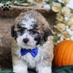 Franky/Teddy Bear									Puppy/Male	/12 Weeks,Franky’s light brown coat, accented by white chest markings and subtle black highlights, mirrors his playful and affectionate personality. This mini teddy bear puppy is full of charm, curiosity, and energy, always ready for a game or an exploration.