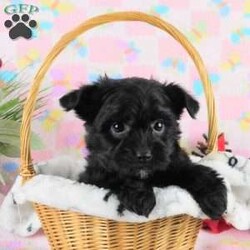 Marcella/Yorkie Poo									Puppy/Female	/9 Weeks,Meet your new BFF, Marchelle! This adorable Yorkie-Poo puppy is vet checked & up to date on shots & wormer, plus comes with a health guarantee provided by the breeder! Marcella is well socialized & currently being family raised with children!