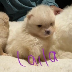 Pomeranian puppies /Pomeranian/Female/Sex: Mixed Litter,Say hello to my tiny gorgeous Pommies who are raised with care and lot of Love. These precious puppies are well socialised to children and used all household noises. They are 6 week old on the photos with their names on and 4 weeks old in the video. 