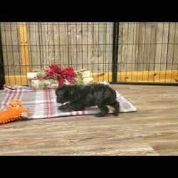 Marcella/Yorkie Poo									Puppy/Female	/9 Weeks,Meet your new BFF, Marchelle! This adorable Yorkie-Poo puppy is vet checked & up to date on shots & wormer, plus comes with a health guarantee provided by the breeder! Marcella is well socialized & currently being family raised with children!