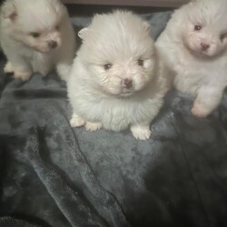 Pomeranian puppies /Pomeranian/Female/Sex: Mixed Litter,Say hello to my tiny gorgeous Pommies who are raised with care and lot of Love. These precious puppies are well socialised to children and used all household noises. They are 6 week old on the photos with their names on and 4 weeks old in the video. 
