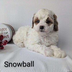 Snowball/Shih-Poo									Puppy/Male	/8 Weeks,Snowball is a sweet little Shih-poo! He will be available just in time for Christmas a perfect gift! He is very playful an well socialized! Snowball is vet checked, micro- chipped, an up to date on he’s shots and dewormer! He’s mom is 13 pounds and Dad is 7 pounds! To find out more about this sweetheart call Katie today! 