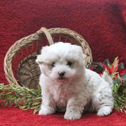 Elmo/Teddy Bear									Puppy/Male	/October 24th, 2025,Meet your new BFF, Elmo! This bubbly Shichon puppy is vet checked & up to date on shots & wormer, plus comes with a health guarantee provided by the breeder! Elmo is well socialized & currently being family raised with children!