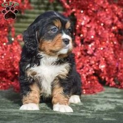 Felicity/Miniature Bernese Mountain Dog									Puppy/Female	/7 Weeks,Meet sweet little Felicity! She is so little with the cutest face! All puppies in this litter are fully vet checked, health guaranteed, shots and de wormer up to date, puppy info starter kit provided at time of pick up along with all other documentation. The mother and father of the puppies is here on site to meet as well; both parents of this litter and all puppies have an outstanding friendly personality. If your looking for a smaller breed breed that has a good mix friendly, playful but also calm this would be a great choice pick for you! Reach out to us today to schedule your visit to meet them in person. Happy Holidays & Happy New Year!!