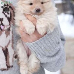 Annie/Pomeranian									Puppy/Female	/November 5th, 2025,Annie is an only puppy in her litter . she is smart with an approximate adult weight 4 to 5 pounds , she is in-home raised and trained to use pee pads . She is well loves amd soo incredibly sweet . 