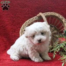 Elmo/Teddy Bear									Puppy/Male	/October 24th, 2025,Meet your new BFF, Elmo! This bubbly Shichon puppy is vet checked & up to date on shots & wormer, plus comes with a health guarantee provided by the breeder! Elmo is well socialized & currently being family raised with children!