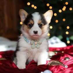Star/Pembroke Welsh Corgi									Puppy/Female	/8 Weeks,Hi, I’m Star—an absolutely adorable Welsh Corgi with a personality as bright as my name! With my short little legs, fluffy coat, and big expressive eyes, I have a way of making everyone smile the moment I trot into the room. I’m playful, curious, and full of cheerful energy, always ready for a new adventure or a cozy cuddle. Whether I’m bouncing around with my toys or soaking up all the attention I can get, I’m sure to bring joy and warmth wherever I go.