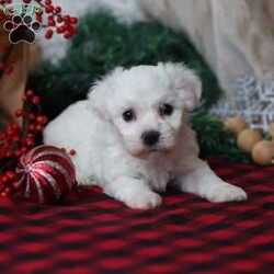 Twinkle/Bichon Frise									Puppy/Female	/October 30th, 2025,Twinkle is a darling Bichon girl who shines in the softest way. She’s not the loudest in the room — she’s the one who quietly steals your heart. Twinkle has a tender, affectionate personality and adores being held and loved on. She’s happiest when she’s close to her people, soaking up attention and giving back tiny kisses in return. Her playful side comes out in sweet bursts of energy, followed by peaceful naps in the coziest spot she can find. Twinkle is the kind of puppy that brings comfort, light, and a steady little joy to your everyday life — like her name, she’s a gentle sparkle you’ll never want to be without.