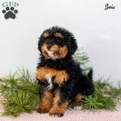 Josie/Miniature Poodle									Puppy/Female	/October 19th, 2025,Meet Josie, an adorable mini Poodle puppy with a sweet personality and a heart full of love. Josie is looking for a loving forever home where she can continue to thrive and be cherished as a true family member. She has been family raised and has received plenty of daily interaction, helping her grow into a confident, well-socialized puppy who enjoys both people and gentle play.