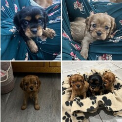 RUBY BOY LEFT -Beautiful KC cavalier King Charles/Cavalier King Charles Spaniel/Female/Sex: Mixed Litter,Our family dog Bella gave birth to a litter of 3 beautiful pups on 2nd November - x2 boys (1 Ruby & 1 Black and Tan) and x1 Ruby girl. 