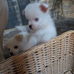 Pomeranian x puppies /Pomeranian/Female/Sex: Male,2 gorgeous Pomeranian x Miniature Jack pups left from a lovely litter. 