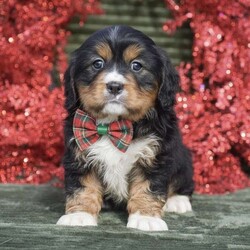 Felicity/Miniature Bernese Mountain Dog									Puppy/Female	/7 Weeks,Meet sweet little Felicity! She is so little with the cutest face! All puppies in this litter are fully vet checked, health guaranteed, shots and de wormer up to date, puppy info starter kit provided at time of pick up along with all other documentation. The mother and father of the puppies is here on site to meet as well; both parents of this litter and all puppies have an outstanding friendly personality. If your looking for a smaller breed breed that has a good mix friendly, playful but also calm this would be a great choice pick for you! Reach out to us today to schedule your visit to meet them in person. Happy Holidays & Happy New Year!!