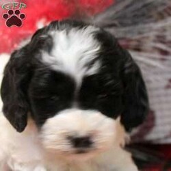 Tina/Cockapoo									Puppy/Female	/9 Weeks,Tina is a sweet natured Cockapoo puppy who is happy and lovable! This curly cutie comes home microchipped and with a 30 day health guarantee plus an extended genetic health guarantee, both provided by the breeder. Tina has been seen by a vet and is up to date on shots and de-wormer. Family raised and socialized, this perfect pup is ready to meet you!