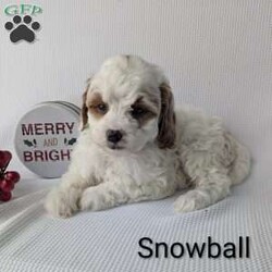 Snowball/Shih-Poo									Puppy/Male	/8 Weeks,Snowball is a sweet little Shih-poo! He will be available just in time for Christmas a perfect gift! He is very playful an well socialized! Snowball is vet checked, micro- chipped, an up to date on he’s shots and dewormer! He’s mom is 13 pounds and Dad is 7 pounds! To find out more about this sweetheart call Katie today! 