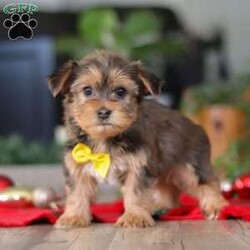Brady/Morkie / Yorktese									Puppy/Male	/12 Weeks,Meet Brady, an irresistibly cute F1B male Morkie with a big personality in the perfect cuddle-sized package. With his soft, fluffy coat, bright eyes, and heart-melting face, he’s as charming as they come. Sweet and affectionate, Brady also has a playful, spunky side that keeps things fun.
