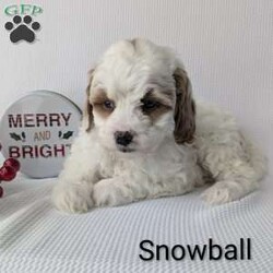 Snowball/Shih-Poo									Puppy/Male	/8 Weeks,Snowball is a sweet little Shih-poo! He will be available just in time for Christmas a perfect gift! He is very playful an well socialized! Snowball is vet checked, micro- chipped, an up to date on he’s shots and dewormer! He’s mom is 13 pounds and Dad is 7 pounds! To find out more about this sweetheart call Katie today! 