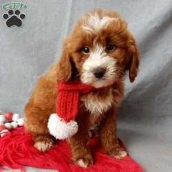 Rusty/Mini Goldendoodle									Puppy/Male	/10 Weeks,Prepare to fall in love!! I have the sweetest little mini goldendoodle face you have ever seen… My name is Rusty and I would love to come home with you! I am sure with one look into my warm, sweet eyes and I’ll be sure I will have captured your heart already! I am very happy, playful and very kid friendly! I stand out above the rest with my beautiful red coat with white markings!! Full of personality and always ready to give amazing puppy kisses, I would love to fill your home with all of my puppy love! I have been vet checked and I am up to date on vaccinations and dewormings and I will also come with a 1-year guarantee with the option of extending it to a 3-year guarantee. Shipping is available anywhere in the USA! My mother is Willow, our sweet 28# mini goldendoodle, and my father is Atlas, our handsome 16# AKC red miniature poodle and Atlas is also genetically tested clear! That makes me an F1b mini goldendoodle and I will grow to approx. 18-24# and I will be hypoallergenic and nonshedding!! Why wait when you know I am meant to be yours? Call or text Martha  to make me the newest addition to your family and get ready to spend a lifetime of tail wagging fun! (7% sales tax on in home pickups) 