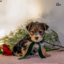 Alex/Morkie / Yorktese									Puppy/Male	/9 Weeks,These adorable Morkie puppies are eagerly looking for loving homes where they’ll be welcomed as cherished family companions. Raised on our farmette ,they receive plenty of daily love, attention, and interaction, helping them grow into confident, well-socialized little pups. Morkies are known for their playful personalities and affectionate nature, making them wonderful pets for families, singles, or anyone looking for a loyal lap companion.
