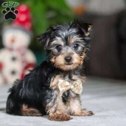 Jingles/Yorkie									Puppy/Male	/11 Weeks,Hi, I’m Jingles — a tiny Yorkshire Terrier puppy with a whole lot of cuteness packed into my little body! I have a soft, silky coat, bright twinkling eyes, and the happiest little prance that shows just how excited I am about everything. I love playing with toys, exploring new places, and soaking up all the cuddles I can get. I may be small, but I’m full of personality, sweetness, and charm — and I’m ready to bring joy to everyone I meet!