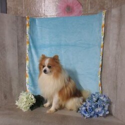 Ramsey/Pomeranian									Puppy/Male	/13 Weeks,Meet Ramsey, an absolutely adorable ACA Pomeranian puppy with a personality as bright and cheerful as his fluffy coat! He is full of playful energy and curiosity, always ready for little adventures and snuggles alike. He has a sweet, loving nature that melts hearts, making him a perfect companion for families or anyone looking for a loyal, happy little friend. With his tiny paws, bright eyes, and soft, plush fur, he’s guaranteed to bring joy and smiles wherever he goes.