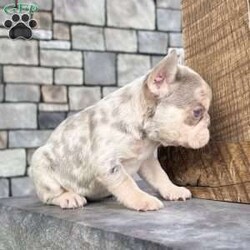 Bliss/French Bulldog									Puppy/Female	/6 Weeks,Meet Bliss, a truly exceptional purebred AKC French Bulldog with breathtaking lilac tan merle coloring and striking blue eyes that instantly capture attention. She boasts a compact, chunky build with excellent structure—small, sturdy, and full of presence. Bliss is the definition of quality in a Frenchie puppy. Her rich merle patterning, soft pastel tones, and confident stance make her a standout choice for anyone seeking both beauty and substance in one unforgettable pup. Bliss at a Glance: • Breed: Purebred French Bulldog • Color: Lilac Tan Merle • Eyes: Blue • Build: Compact, chunky, and well-balanced • Birthdate: November 8, 2025 • Registration: AKC Registered • Health Care: Up to date on shots & dewormings • Included: Microchipped   Health Guarantee • Temperament: Well socialized and family oriented Bliss is more than just stunning—she’s confident, affectionate, and ready to become a cherished member of her new family. Whether you’re looking for a show-stopping companion or a high-end Frenchie with exceptional appeal, she delivers on every level. Delivery available right to your door Contact us today to welcome Bliss into your family