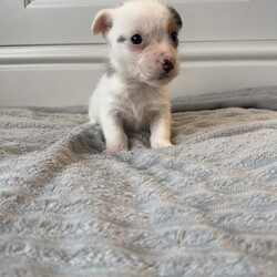 Jack Russell Puppies /Jack Russell/Female/Sex: Mixed Litter,3 beautiful puppies 2 boys and 1 girl ready for their forever homes now. Mum is a pure Jack Russell and a family pet who can be seen on viewing. Dad is a Norfolk Terrier. These puppies have been well socialised with children and all have lovely temperaments and personality. Microchipped, Flea’d and wormed. 