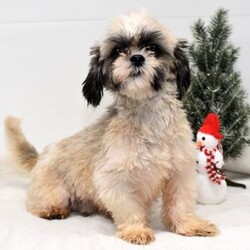 Barney/Shih-Poo									Puppy/Male	/8 Weeks,Hi! I am an adorable Shih-poo looking for a forever home. I promise to be your forever loyal friend and give unconditional love and lots of kisses. I was born on a mini farm in the country where it is very quiet and peaceful. My owners are not your everyday pet owners. They have a state-of-the-art kennel and specialize in poodles mini and toy also shitzus and teddy bears. There are also chickens on the farm that produce plenty of eggs for my owners. Bubbles is our family pet ready to greet you when you arrive to meet me. My parents are examined by a veterinarian on a regular basis for optimal healthr. Puppies will come with… – One year health guarantee – A head to tail examination by a licensed veterinarian and documents will be provided – A puppy starter kit of Nutrisource puppy food. We recommend to mix our food with food of your choice to make transition easier if you choose to feed another brand – Properly vaccinated and wormed along with documentation – Microchip included, once registered, owner can be notified in case I accidentally get lost Options to receive your pet… You are welcome to drive to our location to meet us at our home. We can deliver your pet via a reputable license transporter by ground or air. We can also fly your pet with a flight nanny service to all major airports. If you are interested in pet transportation, please contact us, so we can get a quote for you. Feel free to check out our website. You can find the link in our seller profile. While you are there check out all our reviews from all our happy families.