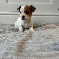 Jack Russell Puppies /Jack Russell/Female/Sex: Mixed Litter,3 beautiful puppies 2 boys and 1 girl ready for their forever homes now. Mum is a pure Jack Russell and a family pet who can be seen on viewing. Dad is a Norfolk Terrier. These puppies have been well socialised with children and all have lovely temperaments and personality. Microchipped, Flea’d and wormed. 