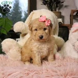 Nova/Mini Aussiedoodle									Puppy/Female	/6 Weeks,Say hello to Nova, an absolutely irresistible Mini Aussiedoodle who is bursting with love, charm, and personality. Nova is the perfect blend of her wonderful parents—Ariel, a gentle and devoted 30-lb Australian Shepherd, and Emerson, a 10-lb Mini Poodle who thrives on attention—both genetically clear for your peace of mind. As an only puppy, Nova has enjoyed endless cuddles and one-on-one time, making her exceptionally sweet, confident, and people-focused. She is playful yet loving, the kind of puppy who will happily chase toys and then curl up in your lap. Nova comes up to date on all vaccines and deworming, has had a recent vet exam, is microchipped, and includes a one-year genetic health guarantee. She will also go home with a thoughtfully prepared starter kit (food, toy, blanket, and more) to help her settle in comfortably. Nationwide delivery is available by ground transport or flight nanny, and pickup is always welcome. Nova isn’t just a puppy—she’s a loyal companion ready to light up your home and heart. 