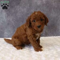 Milo/Mini Goldendoodle									Puppy/Male	/6 Weeks,Milo a sweet F1B Mini Goldendoodle with a loving, affectionate personality. He adores being held and truly craves attention, making him a wonderful companion. Milo will be vet-checked, and is on a regular deworming program, and current on all age-appropriate vaccinations. He is also Microchipped