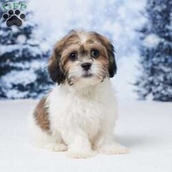 Abby/Teddy Bear									Puppy/Female	/12 Weeks,Meet sweet little Abby! Abby is a Bichon Frise / Shih Tzu mix and a precious little girl who is sure to fill your home and heart with lots of love and puppy kisses. She was born on October 10 to mom Della (Bichon Frise) and dad Jackson (Shih Tzu).