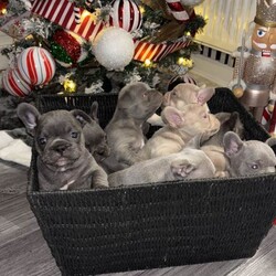 Frenchbulldogs/French Bulldog/Female/Sex: Mixed Litter,Frenchbulldog puppies for sale, exotic colours, rare bloodlines, fled & wormed KC REGISTERED and ready to go! Mum and dad available to view on request. Prices start from 1000