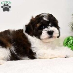 Barney/Shih-Poo									Puppy/Male	/8 Weeks,Hi! I am an adorable Shih-poo looking for a forever home. I promise to be your forever loyal friend and give unconditional love and lots of kisses. I was born on a mini farm in the country where it is very quiet and peaceful. My owners are not your everyday pet owners. They have a state-of-the-art kennel and specialize in poodles mini and toy also shitzus and teddy bears. There are also chickens on the farm that produce plenty of eggs for my owners. Bubbles is our family pet ready to greet you when you arrive to meet me. My parents are examined by a veterinarian on a regular basis for optimal healthr. Puppies will come with… – One year health guarantee – A head to tail examination by a licensed veterinarian and documents will be provided – A puppy starter kit of Nutrisource puppy food. We recommend to mix our food with food of your choice to make transition easier if you choose to feed another brand – Properly vaccinated and wormed along with documentation – Microchip included, once registered, owner can be notified in case I accidentally get lost Options to receive your pet… You are welcome to drive to our location to meet us at our home. We can deliver your pet via a reputable license transporter by ground or air. We can also fly your pet with a flight nanny service to all major airports. If you are interested in pet transportation, please contact us, so we can get a quote for you. Feel free to check out our website. You can find the link in our seller profile. While you are there check out all our reviews from all our happy families.