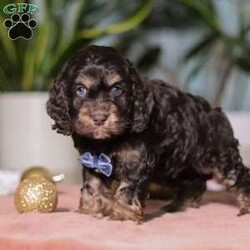 Milo/Cockapoo									Puppy/Male	/8 Weeks,Meet Milo, an absolutely adorable Cockapoo boy with a heart full of sweetness and charm. He loves greeting everyone with happy tail wags and is always ready for cuddles. He has a fun, playful side too—especially when toys or new places are involved. With his soft, wavy coat and warm, expressive eyes, he has a way of melting hearts wherever he goes. Whether he’s tagging along on little adventures or snuggling up for a cozy nap, Milo would make a wonderful addition to any family.