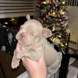 Frenchbulldogs/French Bulldog/Female/Sex: Mixed Litter,Frenchbulldog puppies for sale, exotic colours, rare bloodlines, fled & wormed KC REGISTERED and ready to go! Mum and dad available to view on request. Prices start from 1000