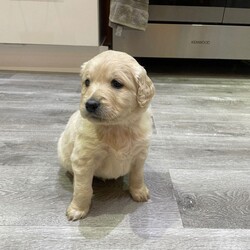 F3 Golden Doodle puppies for sale /Goldendoodle/Female/Sex: Mixed Litter,4 Goldendoodle puppies available for sale 2 girls and 2 boys and will be available to their news homes by 29/01/2026. Mum (F1b Goldendoodle3/4 poodle) and dad (F1b Goldendoodle 3/4poodle)available to meet as both and family pets. All puppies will be wormed, had their first vaccines, microchipped and flea treated by the time they leave. All puppies will be send away with a puppy pack and blanket from their bed. Puppies will have been exposed to many day to day experiences as have been brought up in family home and exposure to 2 house cats as well. Have also began toilet training in the garden and all seem to be picking up well. Please contact if interested 