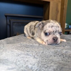 French bulldog puppies for sale LE5 2LT/French Bulldog/Female/Sex: Mixed Litter,We have 5 boys and 1 girl available, all looking for their forever homes. 