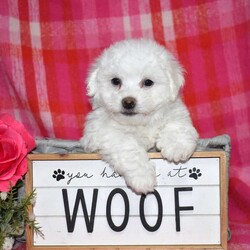 Winston (Tiny)/Bichon Frise									Puppy/Male	/November 24th, 2025,Winston is a precious Bichon Frise puppy with a gentle soul and a heart full of love. Expected to mature at just 7–9 pounds, Winston will remain delightfully tiny while providing an enormous amount of joy. His soft, cloud-like coat and sweet personality make him irresistible.