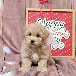 Kassidy/Bich-Poo									Puppy/Female	/10 Weeks,Meet your new BFF, Kassidy! This cuddly Bich-poo puppy is vet checked & up to date on shots & wormer, plus comes with a health guarantee provided by the breeder! Kassidy is well socialized & can’t wait to join in on all the fun at your place!