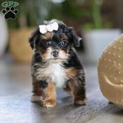 Chanel/Yorkie Poo									Puppy/Female	/7 Weeks,Meet the sweetest little Yorkiepoo puppy, Chanel! She’s a tiny bundle of love with a big personality. Playful and curious, she loves to explore her surroundings, chase after toys, and hang out with her favorite people. Whether she’s showing off her adorable puppy zoomies or snuggling up for a good nap, she will bring endless joy to your home. While Yorkies tend to be alert, lively and spirited, Poodles are known for their intelligent and playful nature—making this sweet Yorkiepoo the perfect balance of energy, affection and smarts!