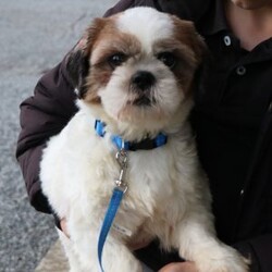 Peony/Shih-Poo									Puppy/Female	/6 Weeks,Peony is a sweet Shih poo puppy who loves to be cuddled and held. She has a gentle, loving personality and enjoys being close to people. Peony is currently on a deworming program and will be up to date on all age-appropriate vaccinations.