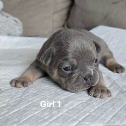 French bulldog /French Bulldog/Female/Sex: Mixed Litter,8 puppies are looking for their new loving homes.parents with  super genes lilac Tan Carrying L4 FLUFFY Cream.