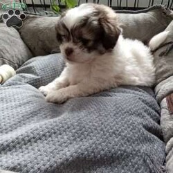 Button/Shih-Poo									Puppy/Female	/6 Weeks,Hey there!  Meet Button,  AKA cute as a button! She is a lively little pup, the only one in the litter, so she comes up with lots of cute little games, all by herself! Loves attention and also playing all by herself. She will be a great addition to any loving home!